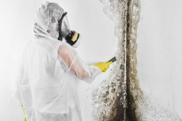 Crawl Space Mold Removal in Oneida, NY