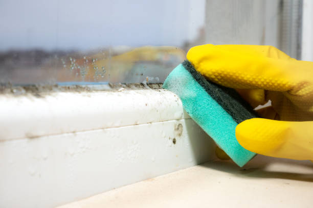 Best Local Mold Removal Service  in Oneida, NY