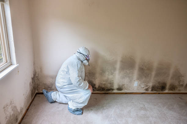 Best Residential Mold Removal  in Oneida, NY